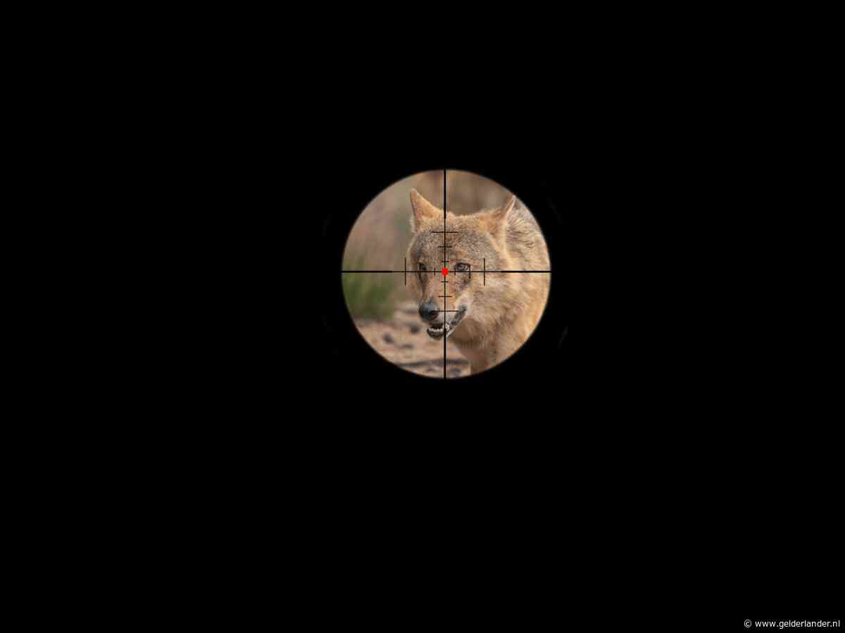 Jacht op wolf Bram verliep in diepste geheim en cruciale info komt pas maanden later boven tafel