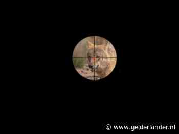 Jacht op wolf Bram verliep in diepste geheim en cruciale info komt pas maanden later boven tafel