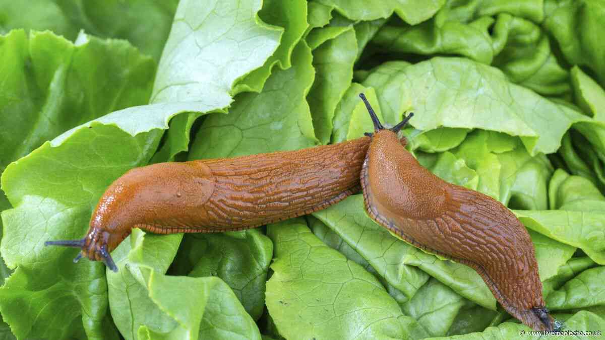 Slugs will leave your garden plants alone with 21p kitchen staple