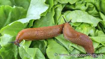 Slugs will leave your garden plants alone with 21p kitchen staple