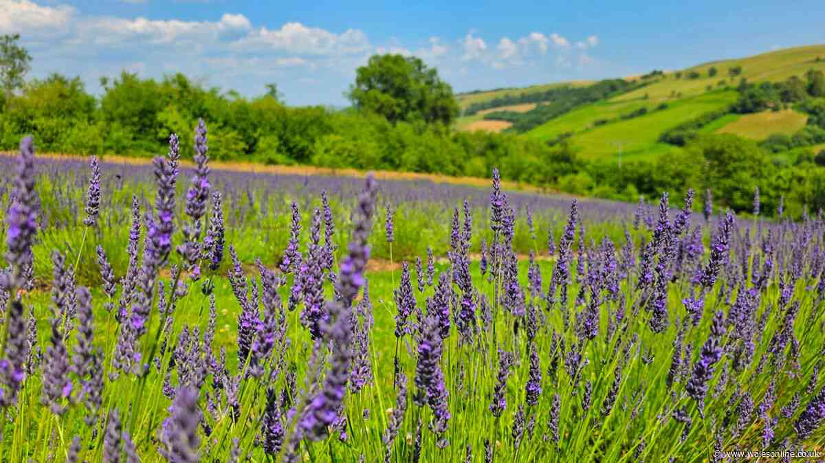 Forget France, there's a day out in Wales where fields smell like perfume and it's magnifique