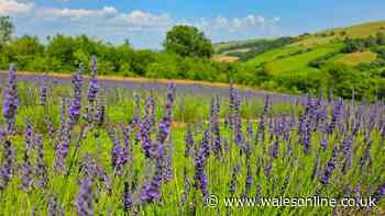 Forget France, there's a day out in Wales where fields smell like perfume and it's magnifique