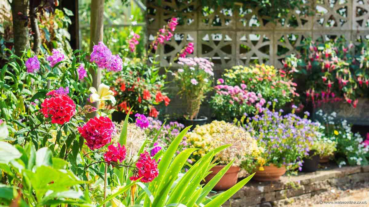 Gardener's easy tip will double your number of plants at no extra cost
