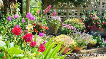 Gardener's easy tip will double your number of plants at no extra cost