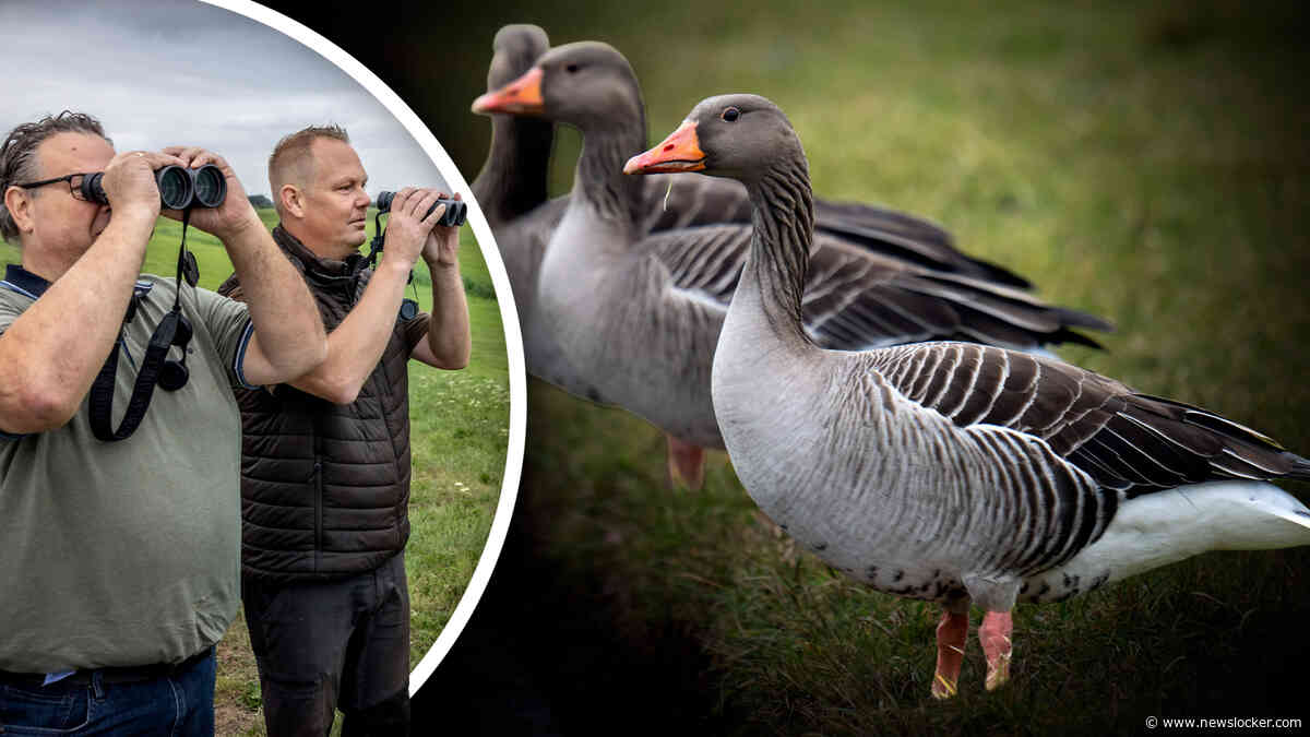 Alarm om gekmakende ganzenplaag, kosten van afschieten stijgen tot 70 miljoen: ’Ze eten alles kaal’