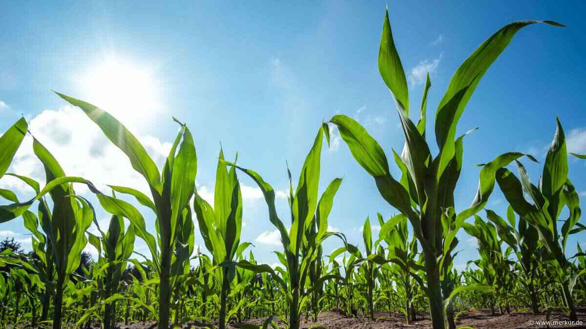 Nach EU-Beschluss: Anti-Gentechnik-Aktivisten starten Klage