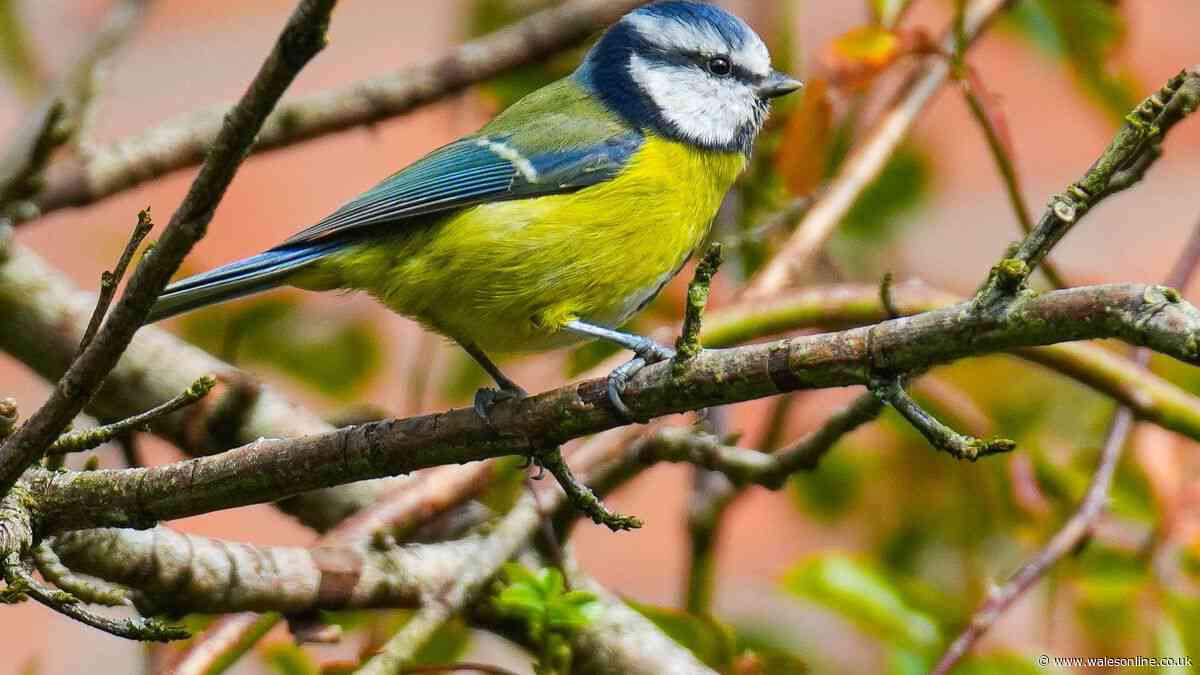 Key job all gardeners need to do in July to protect blue tits