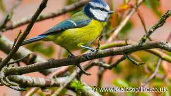 Key job all gardeners need to do in July to protect blue tits