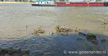 Extreem lage waterstand onthult fietsenkerkhof langs de Waal