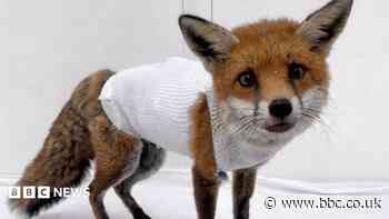 Full wildlife rescue centre shut to new animals