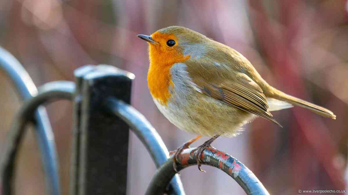 Gardeners urged to do one thing daily in July to protect robins