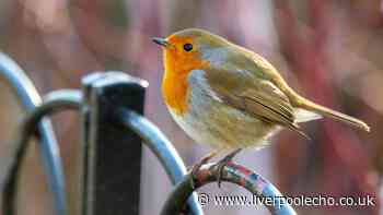 Gardeners urged to do one thing daily in July to protect robins