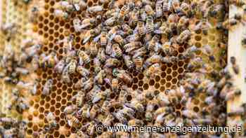 Bienen leben nur wenige Wochen, ihre Königin dagegen Jahre: Forscher rätseln über den Grund