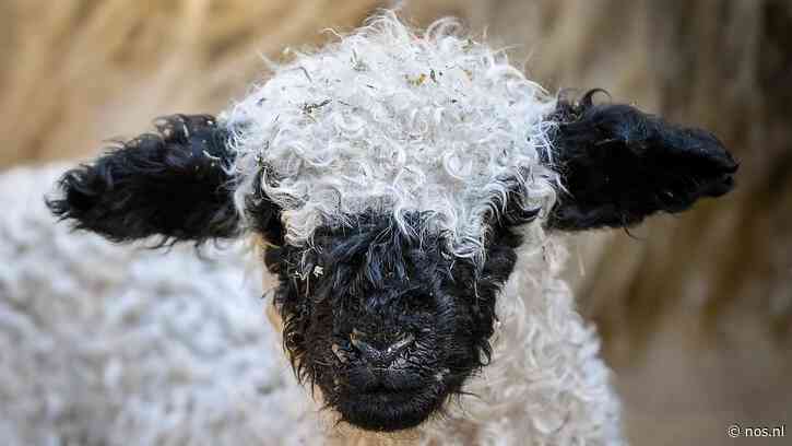 Bijna honderd tegen wolven schuilende schapen gedood door bliksem in Zwitserland