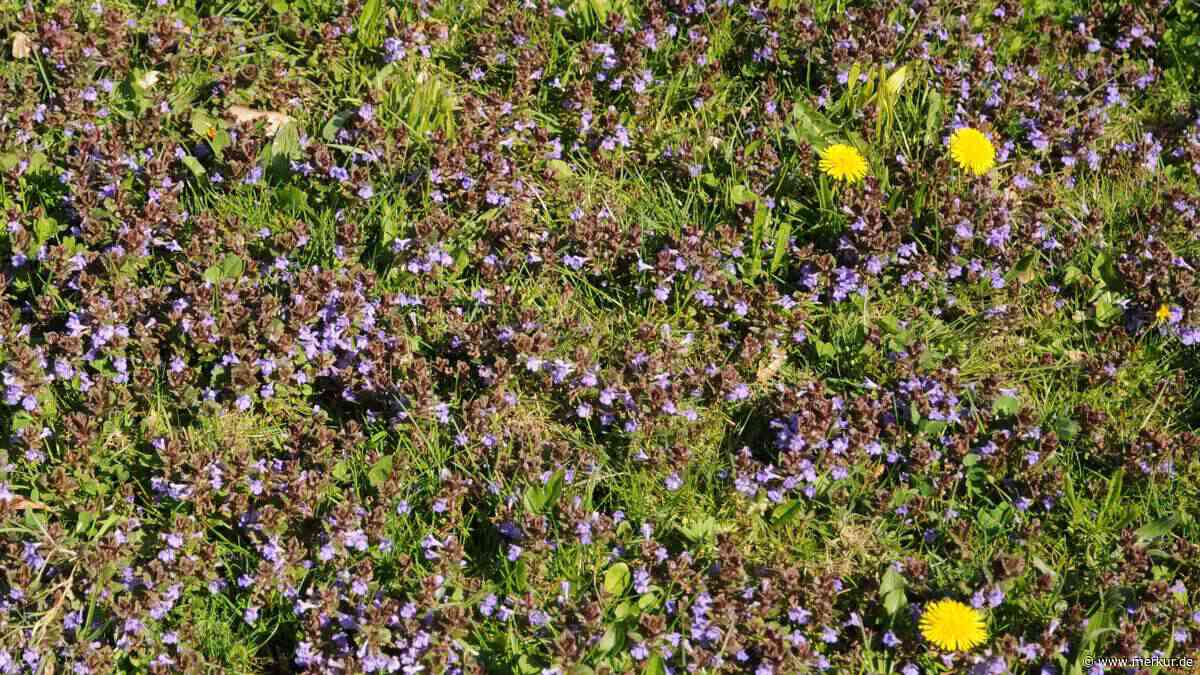 Kräuterrasen statt Zierrasen: die clevere Alternative, die Arbeit spart und Insekten rettet