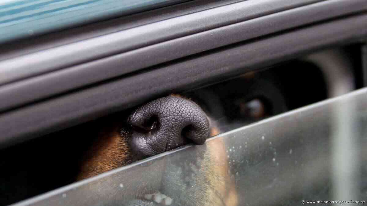 Hund im heißen Auto: Wann Helfer die Scheibe einschlagen dürfen