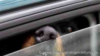 Hund im heißen Auto: Wann Helfer die Scheibe einschlagen dürfen