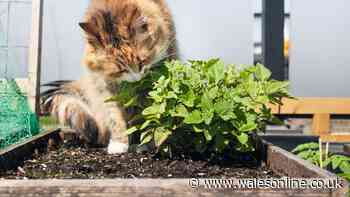 Three items gardeners 'swear by' to keep cats out of the garden - not vinegar