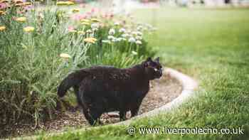 Cats will never enter your garden if you use 3 natural deterrents - not vinegar