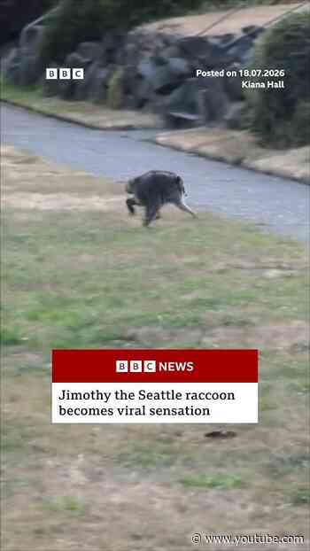 Jimothy the Seattle raccoon becomes viral sensation. #BBCNews