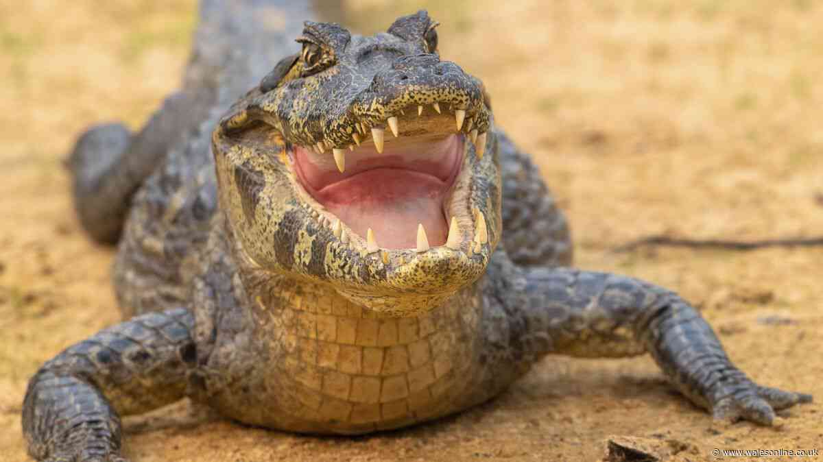 Crocodiles vs alligators - 5 key differences explained