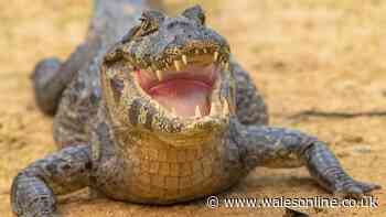 Crocodiles vs alligators - 5 key differences explained