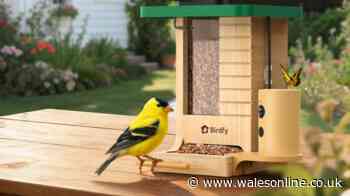 Review: Keeping an eye on all your garden visitors is great fun with Birdfy Wood Feeder
