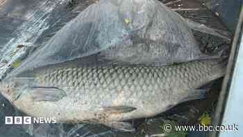 Up to 400 fish die in city lake during heatwave