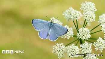 Britain 'set for bumper year' for butterflies
