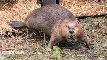 Beaver who escaped to find mate welcomes first kit