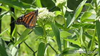 Fluttering friends: Enjoy these photos from around New Brunswick