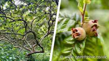 Forgotten fruit tree given rude nickname by Shakespeare found in Middlesbrough