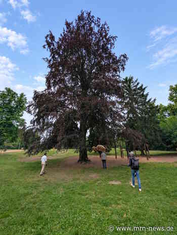 Speyer – Blutbuche am Spielplatz „Spinne“ im unteren Domgarten muss in den kommenden Wochen gefällt werden