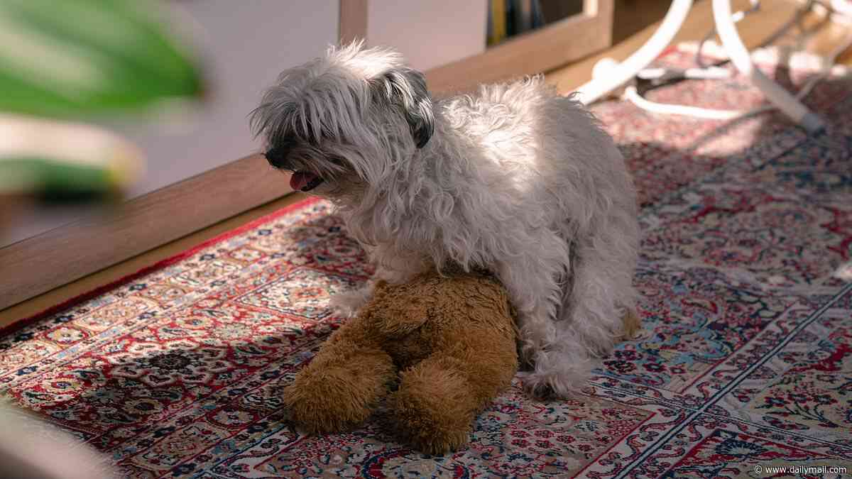 It's not just sex! Scientists reveal the five surprising reasons dogs mount people, toys and each other