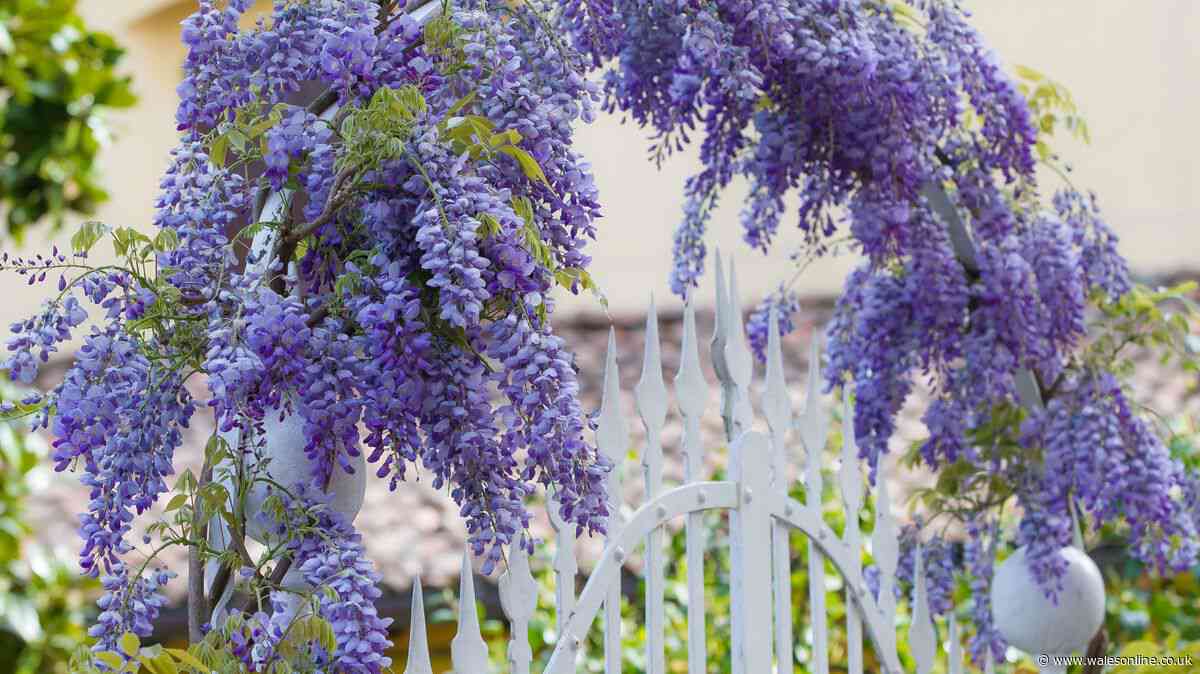 Neighbours warned 'act early' over wisteria as insurance won't cover you