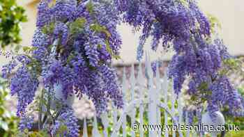 Neighbours warned 'act early' over wisteria as insurance won't cover you