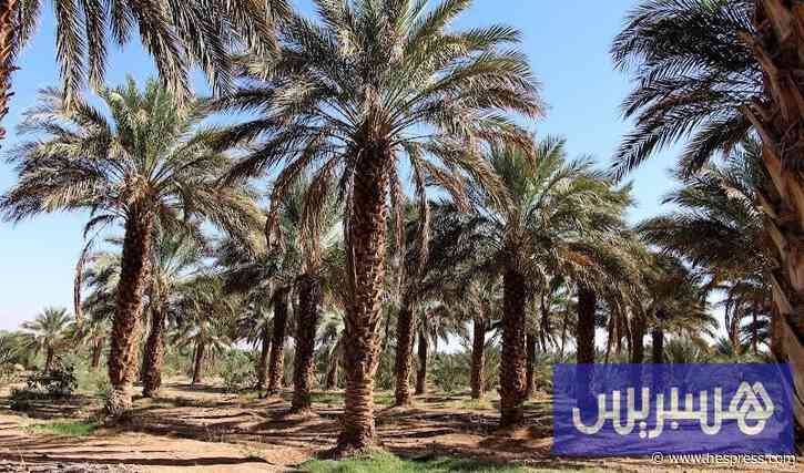 الواحات تستعيد العافية .. وإنتاج التمور مرشح للتصاعد في المملكة