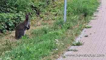 Politie zoekt zich suf naar rondspringende wallaby in Middenmeer: ’Hij laat zich niet zomaar vangen’