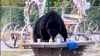 Is there an alternative to killing nuisance black bears?