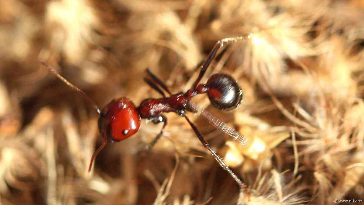 Krabbelnde Haustiere: Illegaler Ameisenhandel von Afrika nach Europa boomt