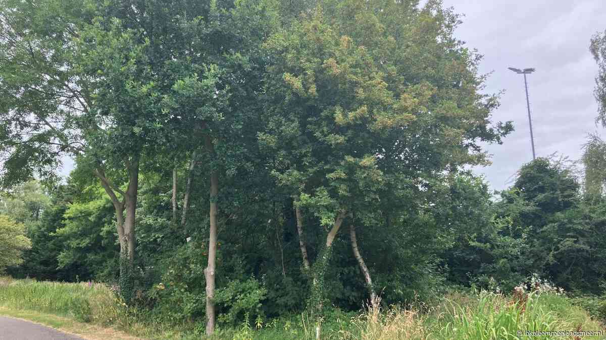 Onderhoud aan bomen in de openbare ruimte van start gegaan