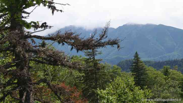 Sopravvive nove giorni nella fitta foresta di un’isola nell’estremo nord della Russia: 79enne trovato “stremato” sulla riva di un fiume