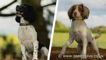 Meet the adopted pups trained as police 'digi dogs' to track down devices with sense of smell