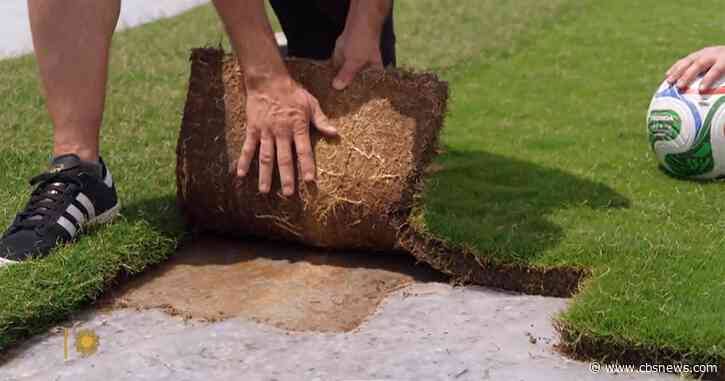 Pitch perfect: Developing natural grass for the World Cup