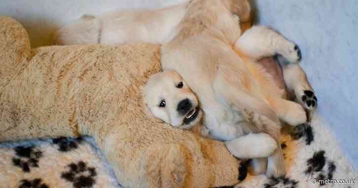 Cow-loving dog ‘moos’ instead of barking