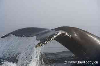 Marine monitoring network in Quebec could help improve environmental regulations
