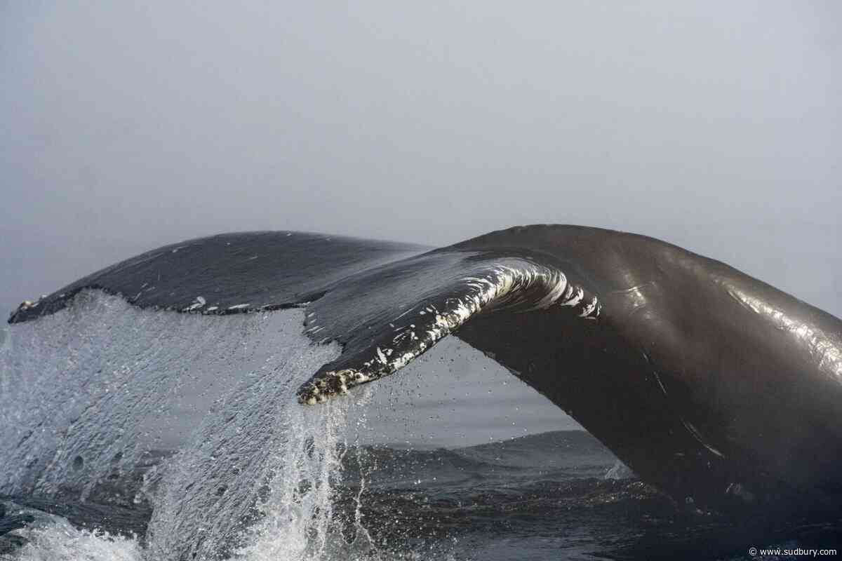 Marine monitoring network in Quebec could help improve environmental regulations