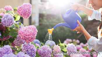 Alan Titchmarsh shares one-ingredient trick to help hydrangeas thrive in summer