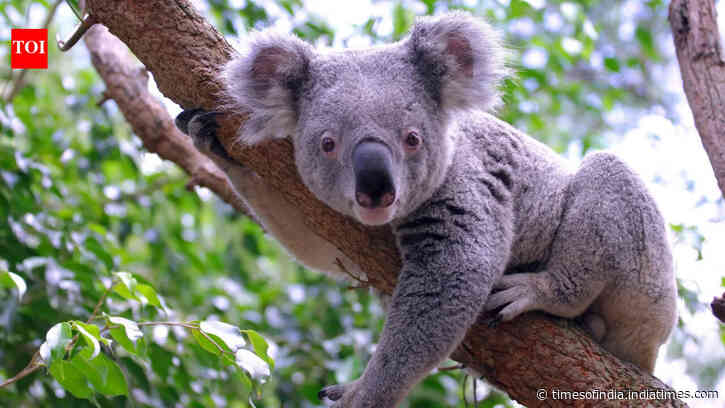 DNA from 457 koalas suggests the species nearly went extinct 100,000 years ago, before humans...