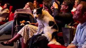 In beeld | Honden mogen in Rotterdam mee naar de film in speciale 'dog cinema'